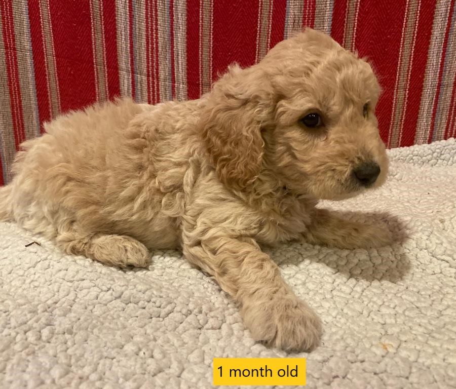 Hank - 1 month