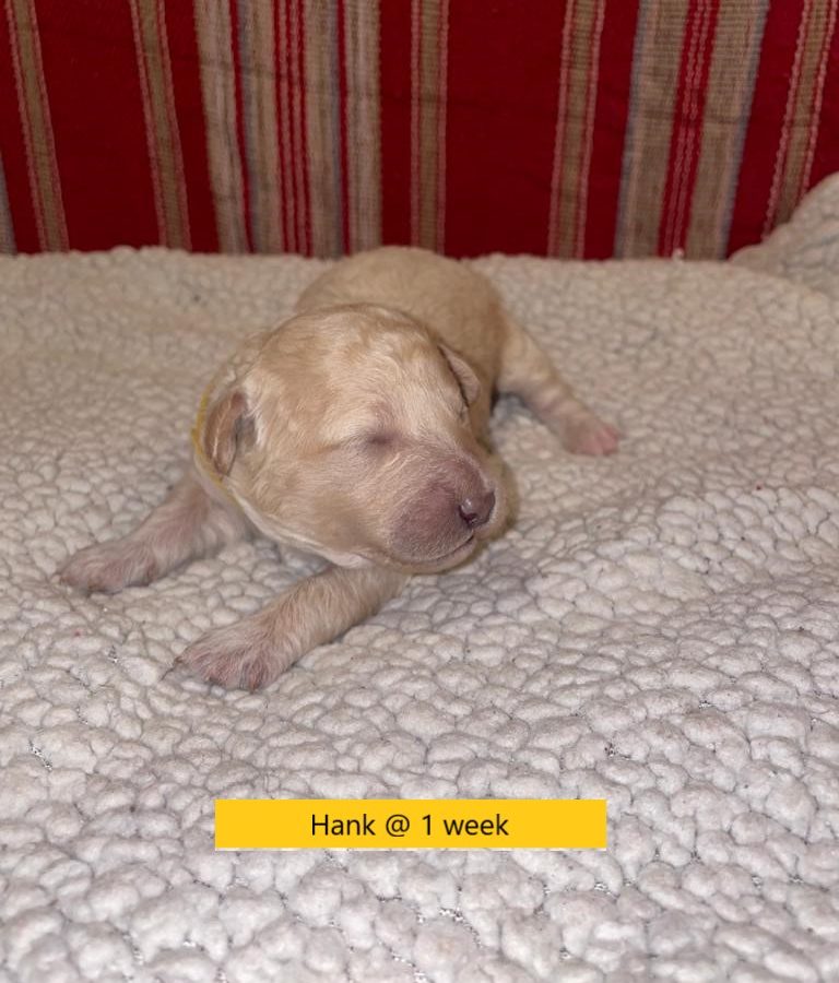 Hank-1weekold1