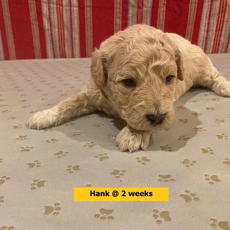 Hank-2weekold1