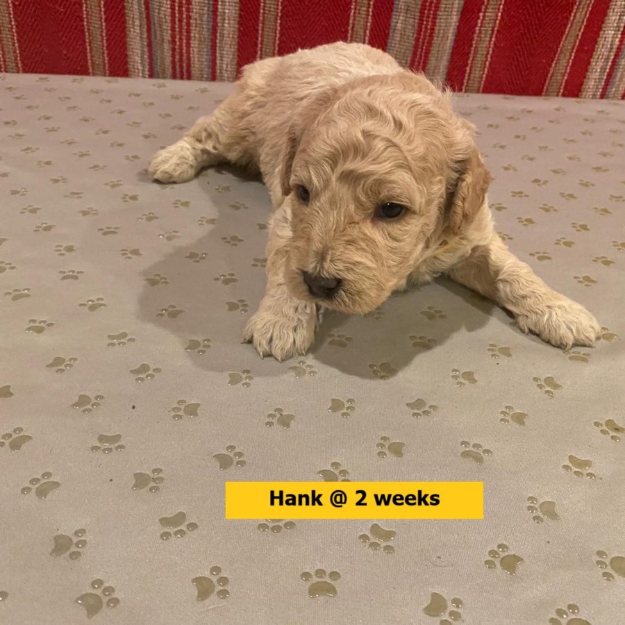 Hank-2weekold2