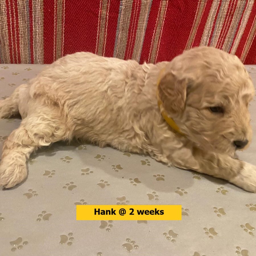 Hank-2weekold3