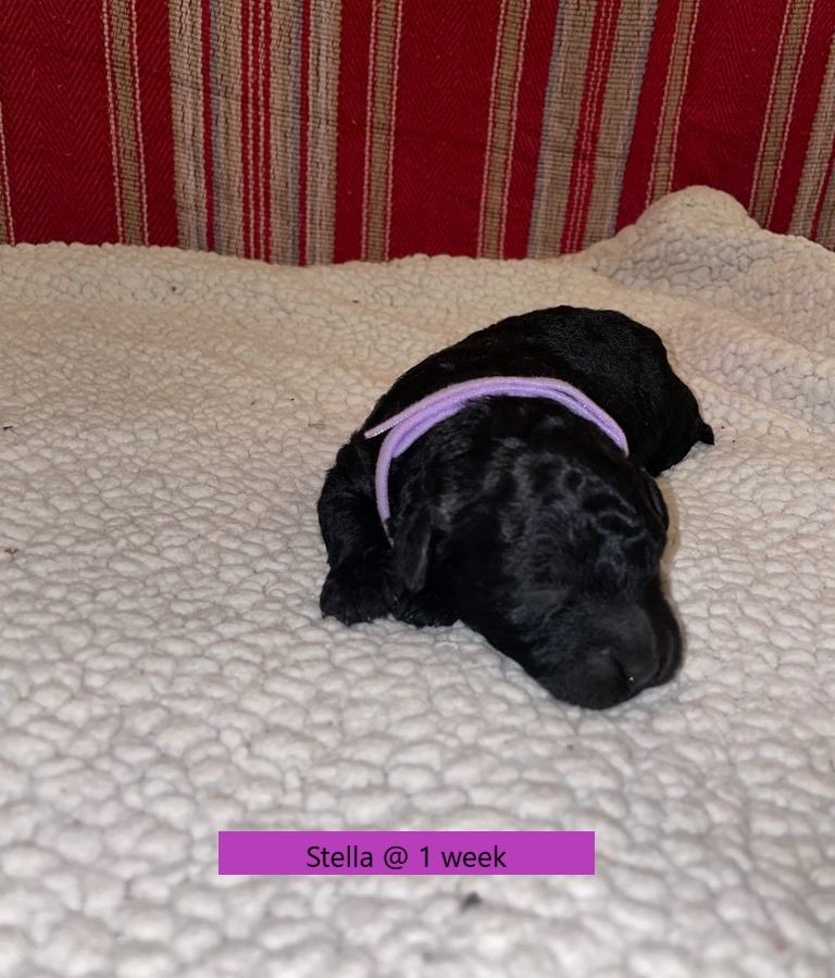 Stella-1weekold