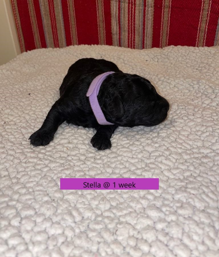 Stella-1weekold3