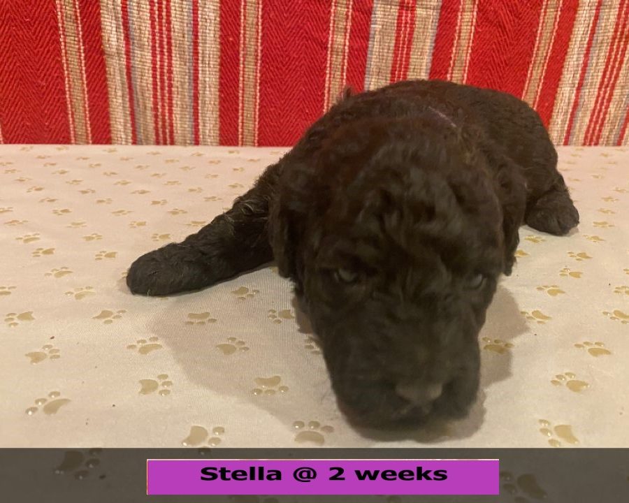 Stella-2weekold3