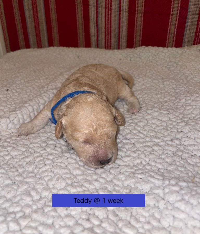 Teddy-1weekold