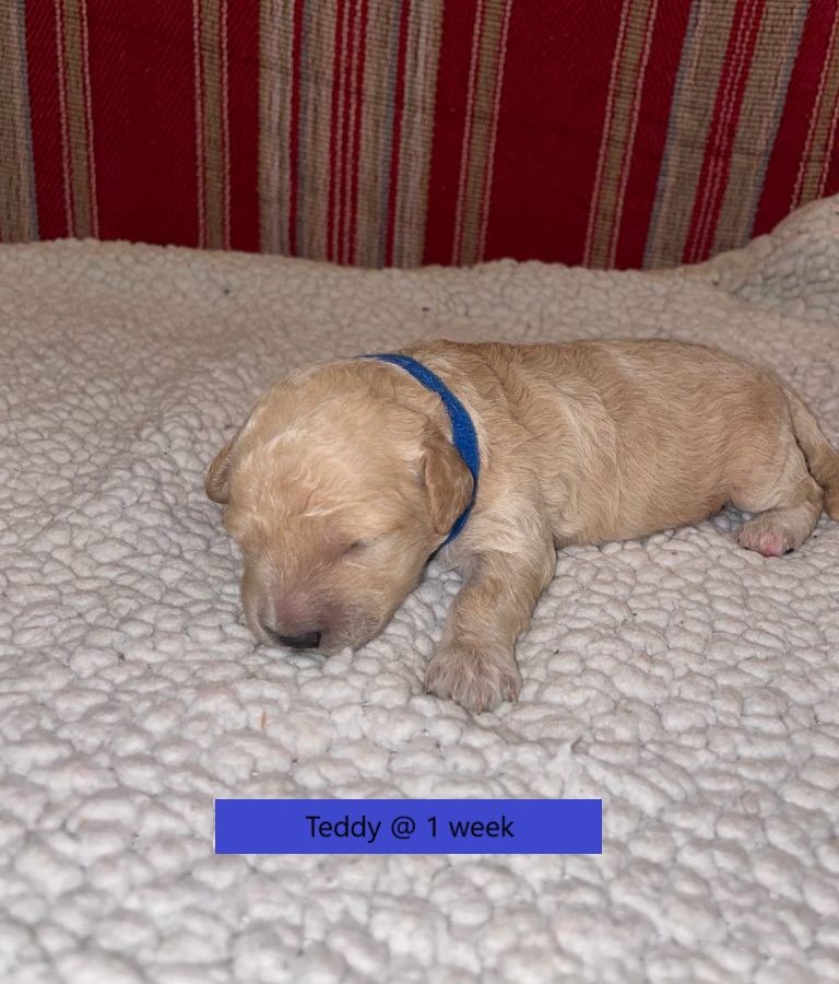 Teddy-1weekold3