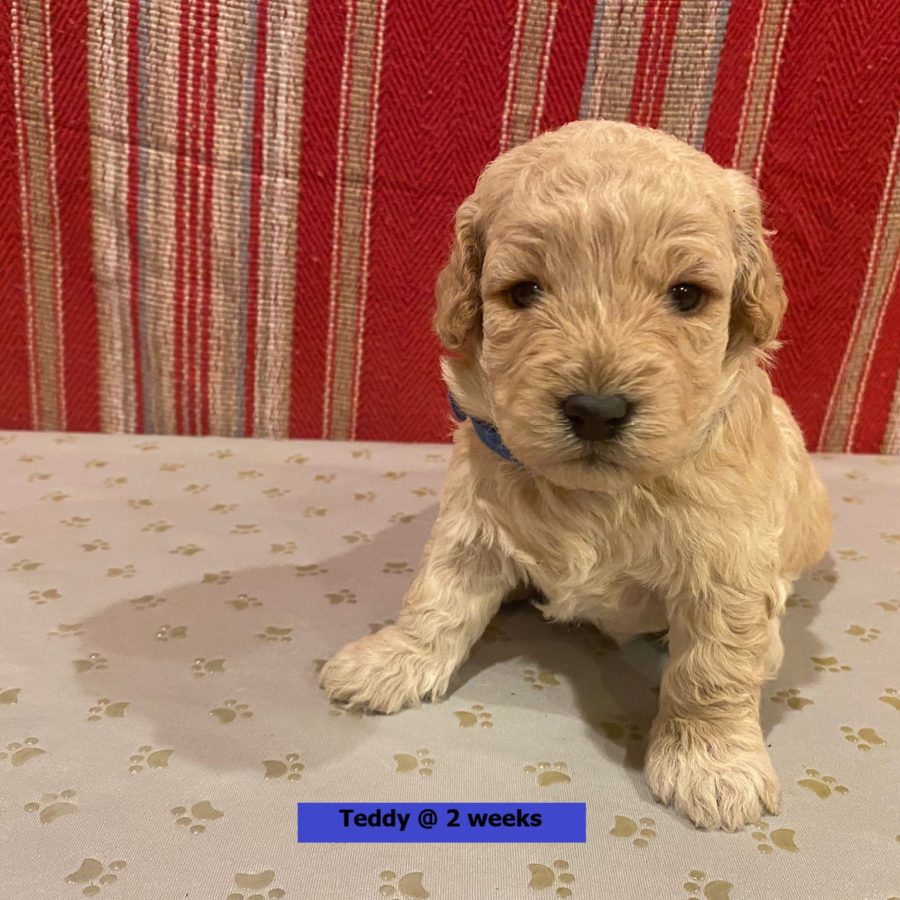 Teddy-2weekold2