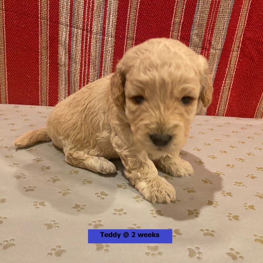 Teddy-2weekold3