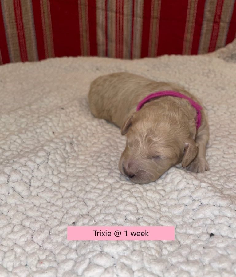 Trixie-1weekold