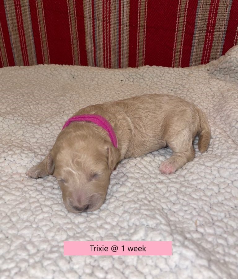 Trixie-1weekold3