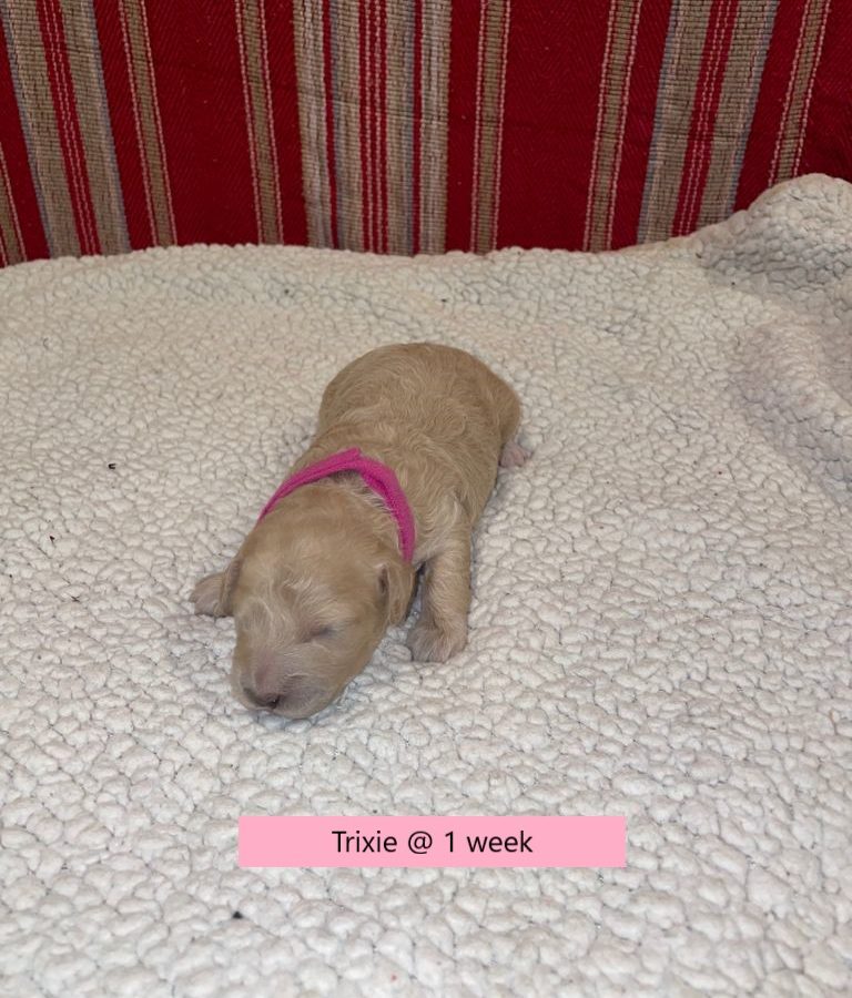 Trixie-1weekold4