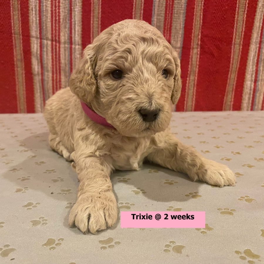 Trixie-2weekold1