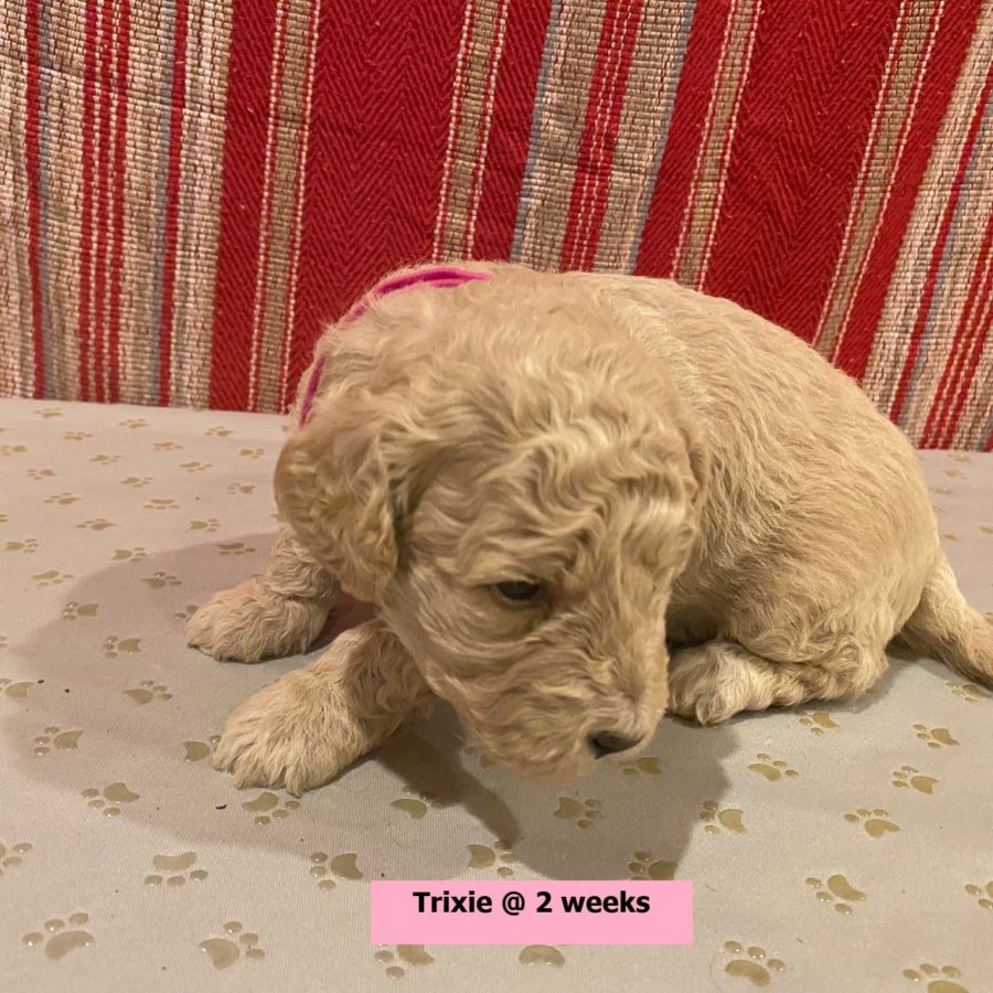 Trixie-2weekold3