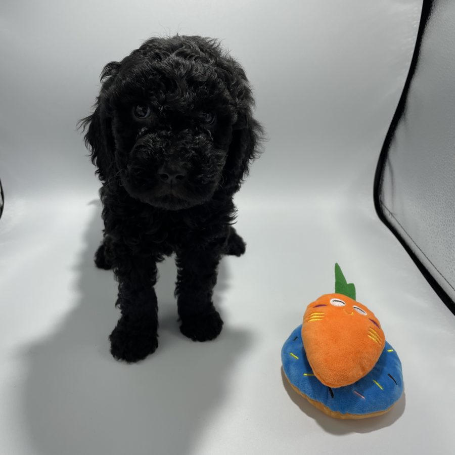 Max (Orange) 6 weeks - 4