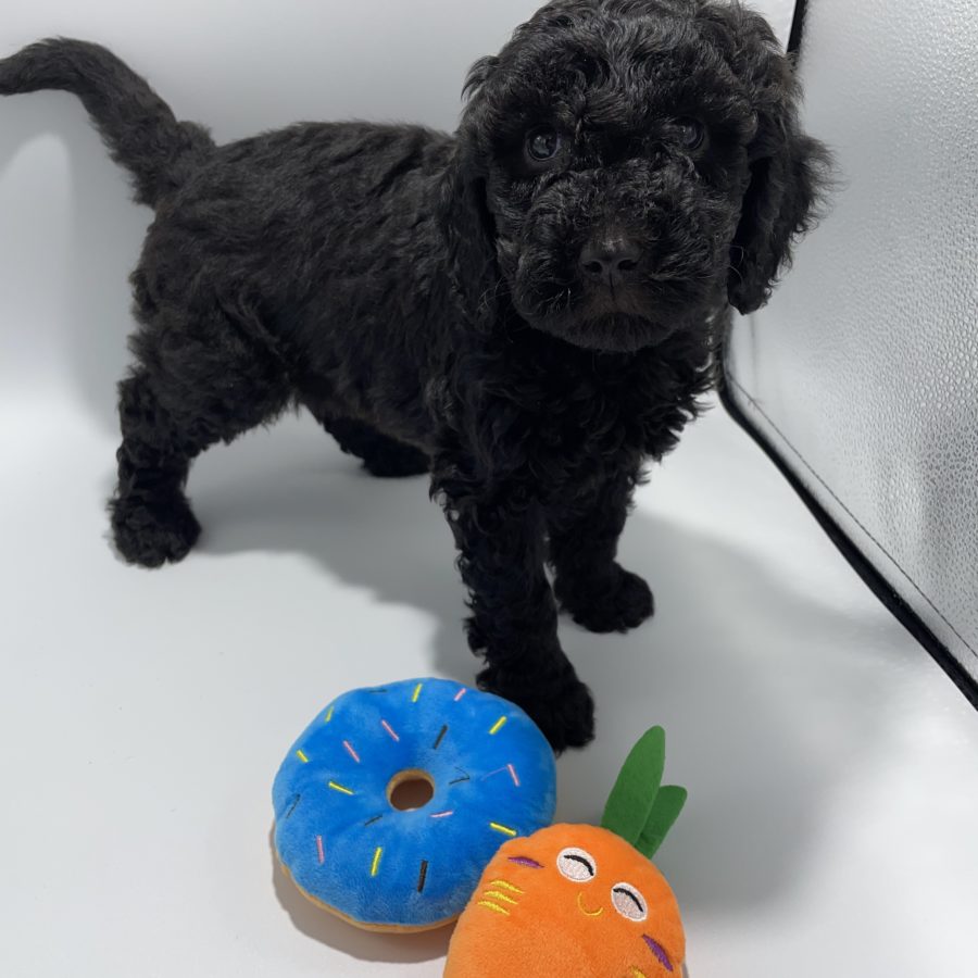 Max (Orange) 6 weeks - 2