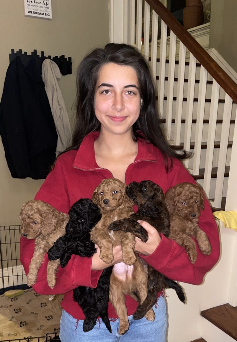 Home Mini Goldendoodle Puppies