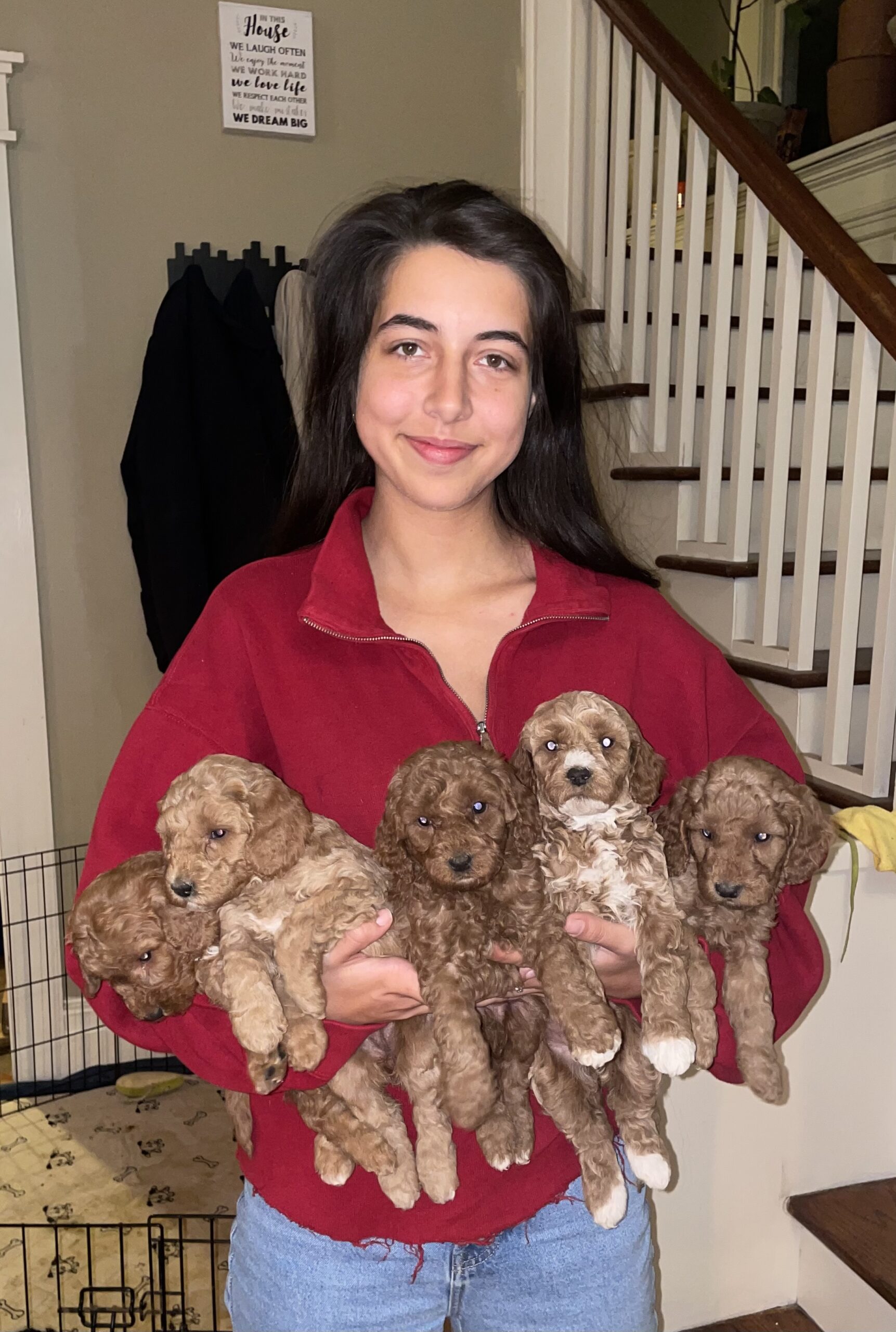 Mini goldendoodle puppies Bluff City Kennels Memphis