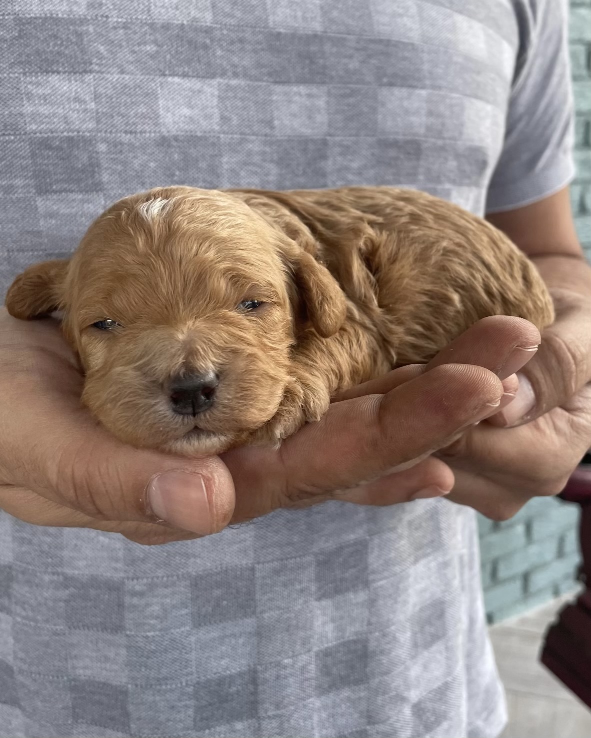 Bluff City Kennels mini goldendoodle puppies home raised