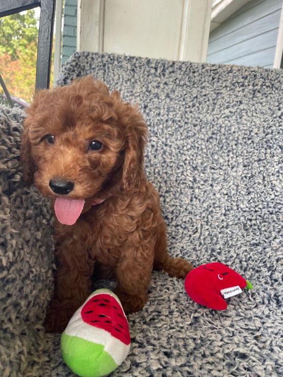 Red Mini Goldendoodle puppy with tongue out