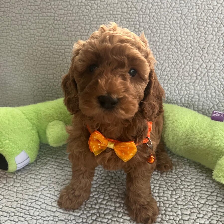 Orange3