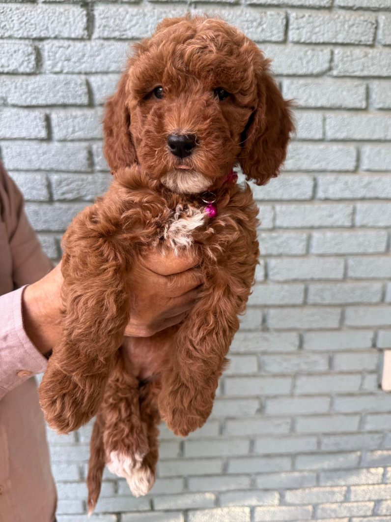 Amber red white mini goldendoodle puppy for sale Memphis TN nationwide delivery