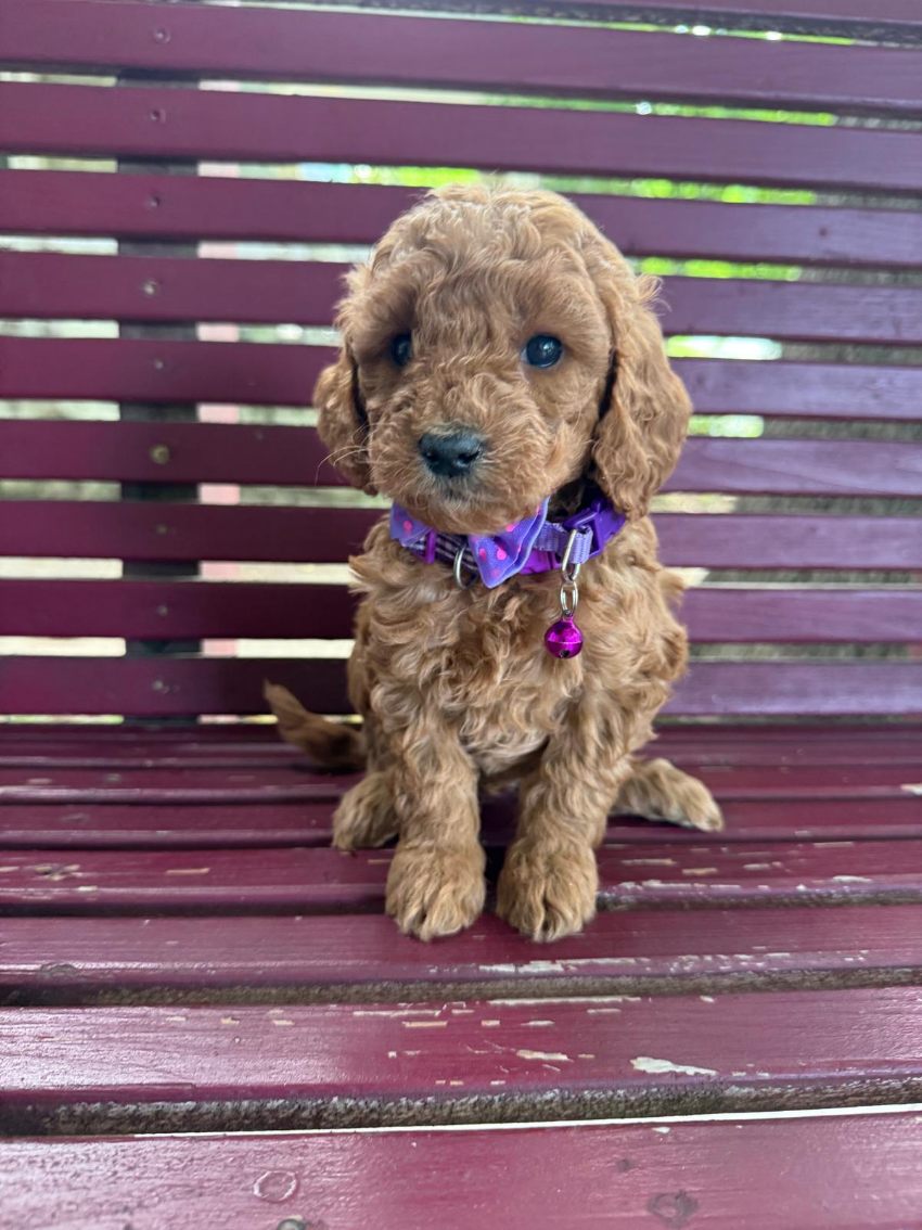 Coco red mini goldendoodle puppy for sale Memphis TN nationwide delivery
