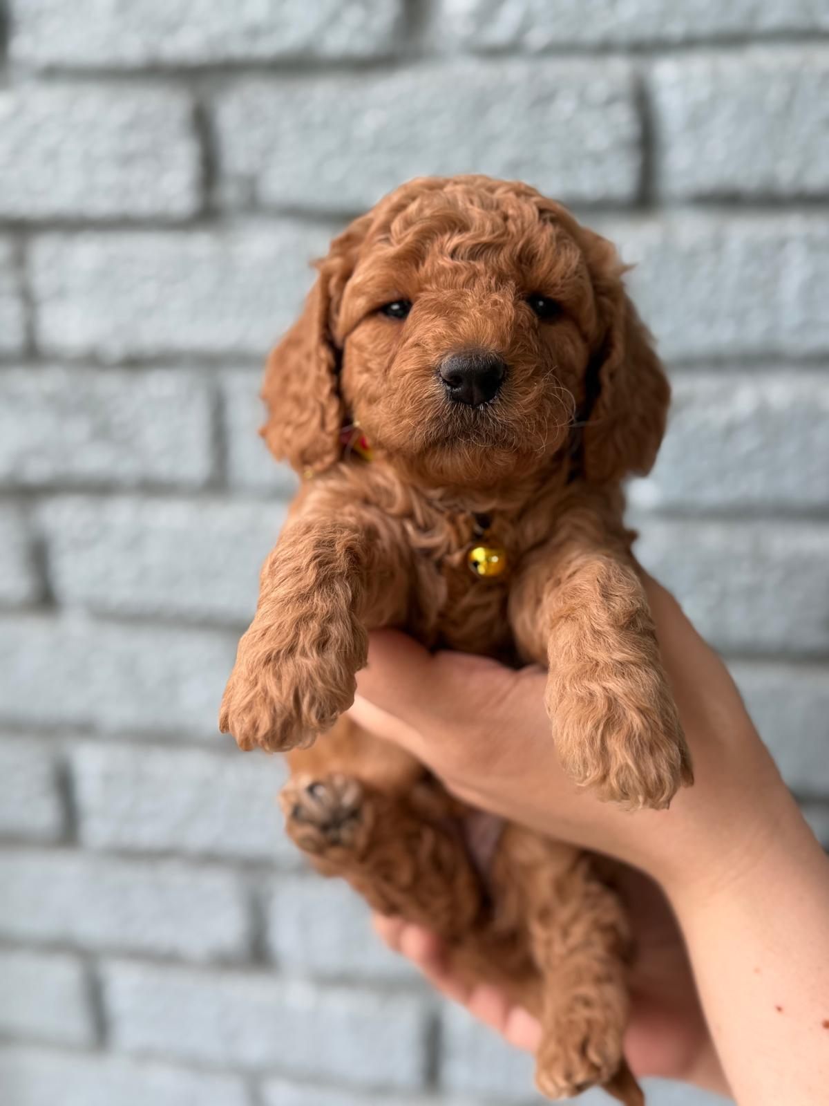 Lola apricot red mini goldendoodle puppy for sale Memphis TN nationwide delivery