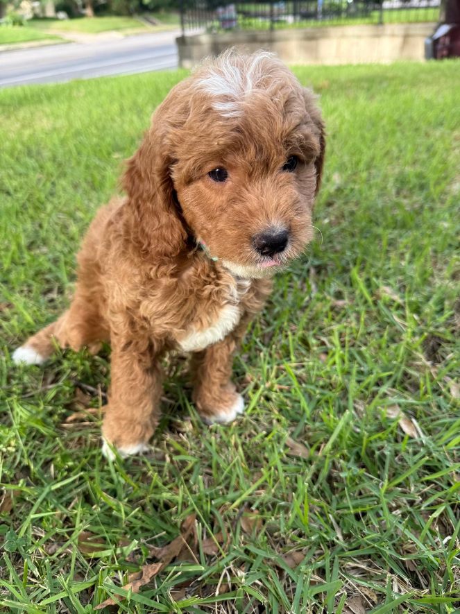 Luna rare marked mini goldendoodle puppy Memphis TN