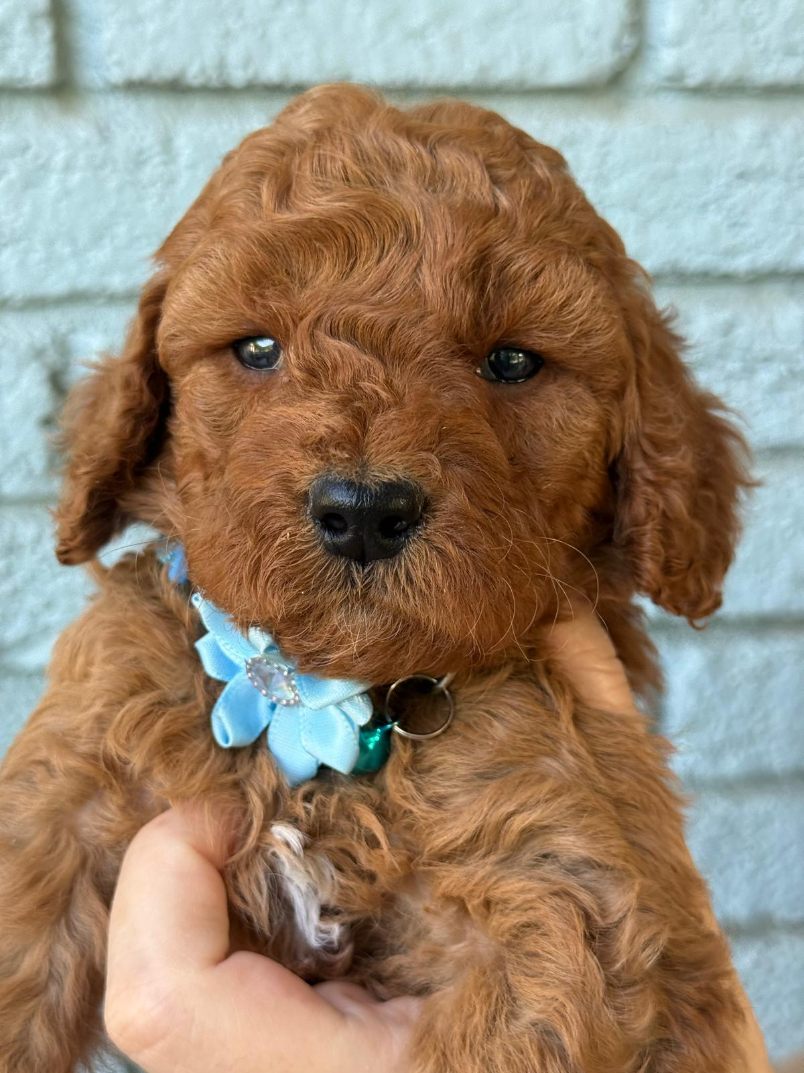 Max deep red male mini goldendoodle puppy for sale Memphis TN nationwide delivery