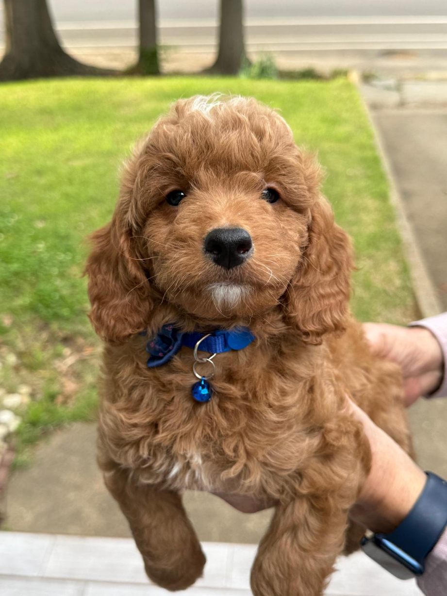 Ozzy red white male mini goldendoodle puppy for sale Memphis TN nationwide delivery