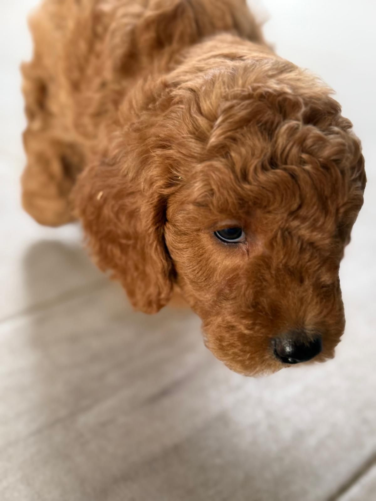 Teddy red male mini goldendoodle puppy for sale Memphis TN nationwide delivery