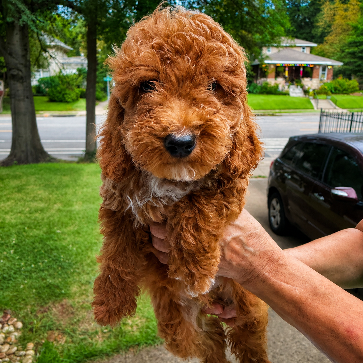 Bear red apricot male mini goldendoodle puppy for sale Memphis TN