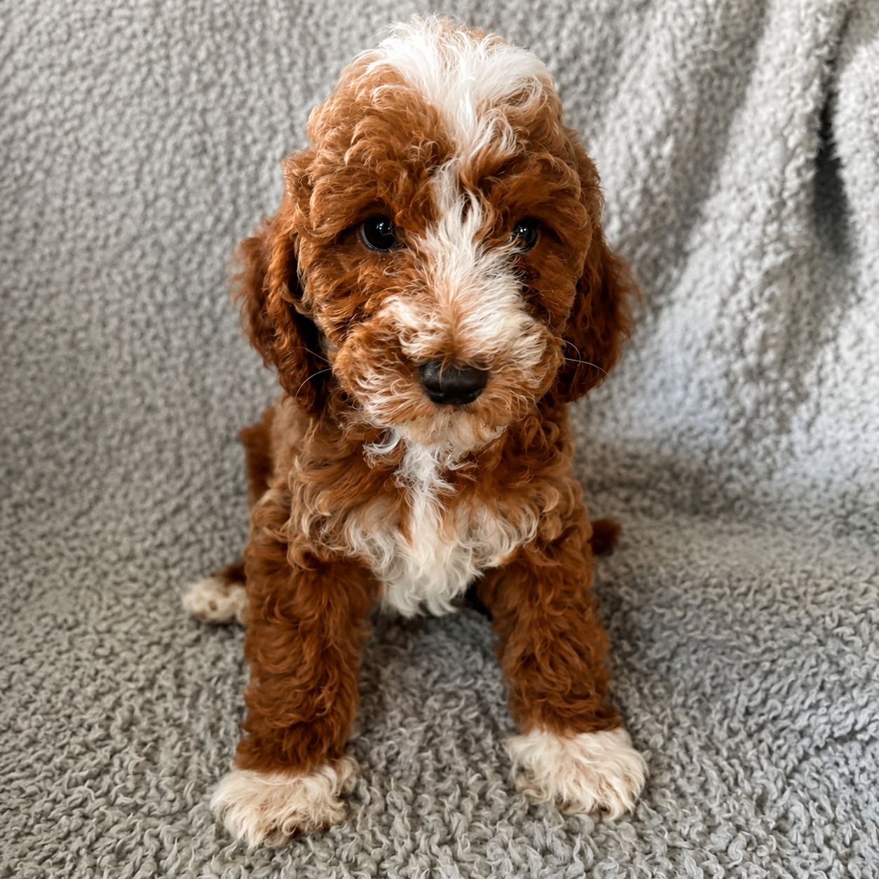 Charlie mini goldendoodle puppy photo 3