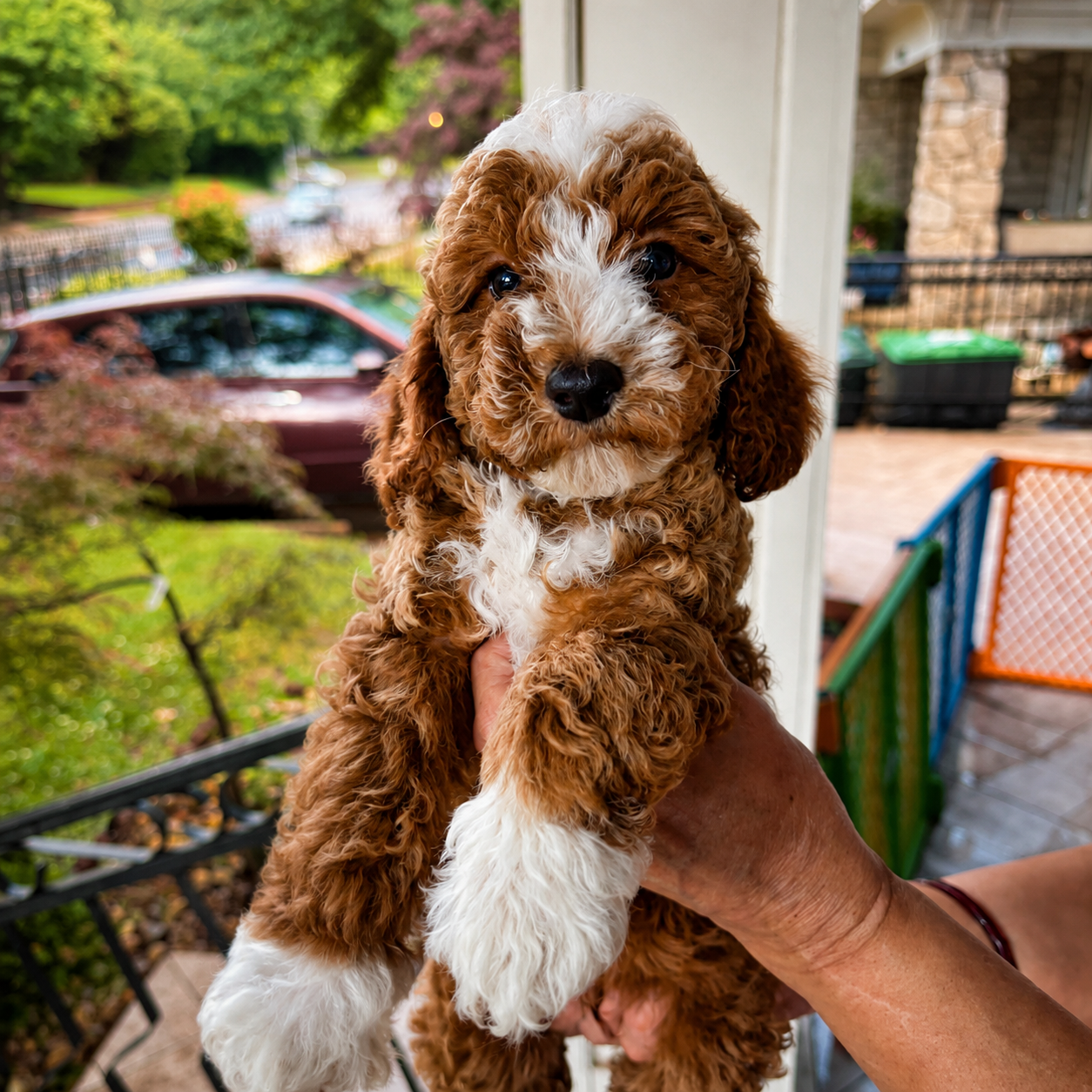 Charlie mini goldendoodle puppy photo 2