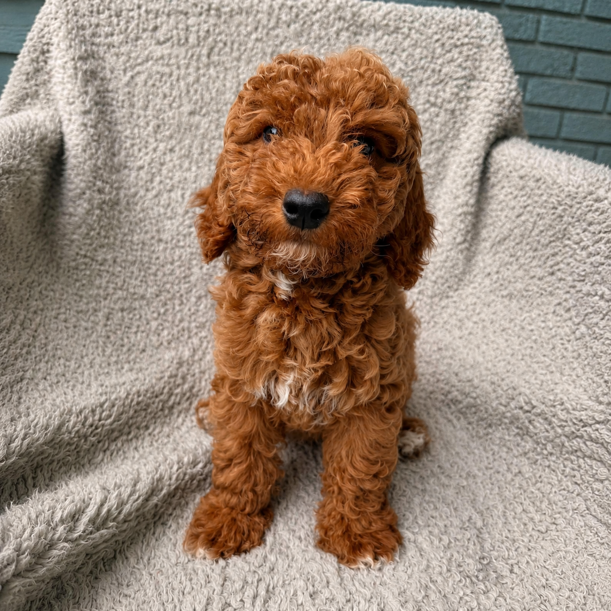 Ginger apricot red blend female mini goldendoodle puppy for sale Memphis TN
