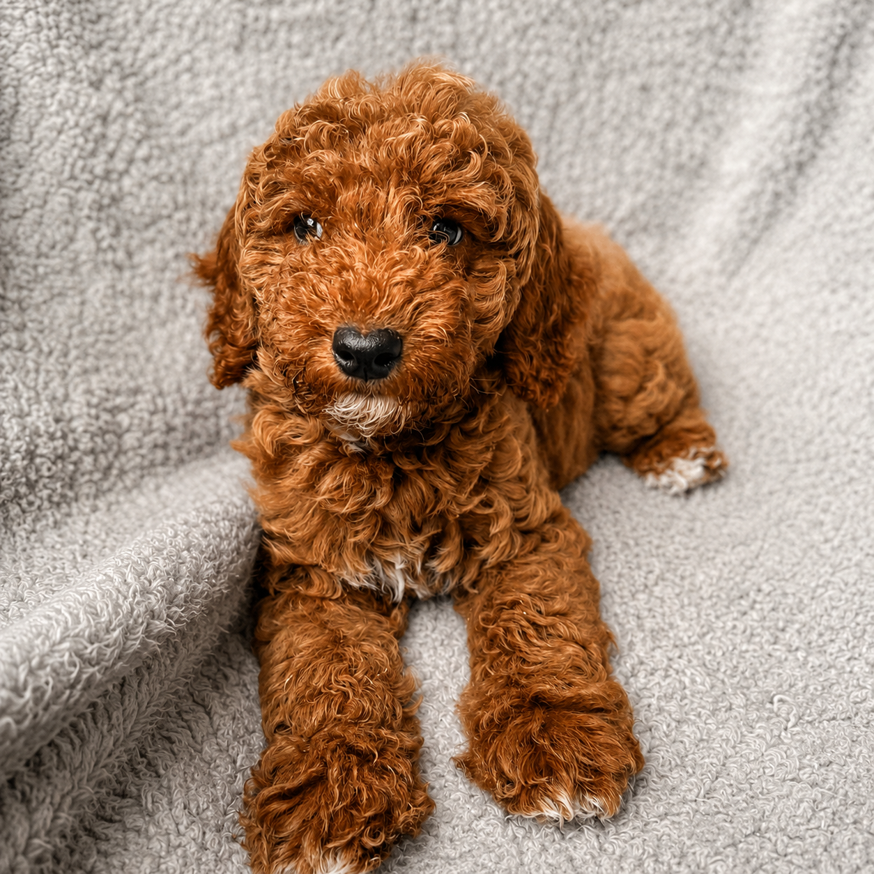 Ginger photo 2