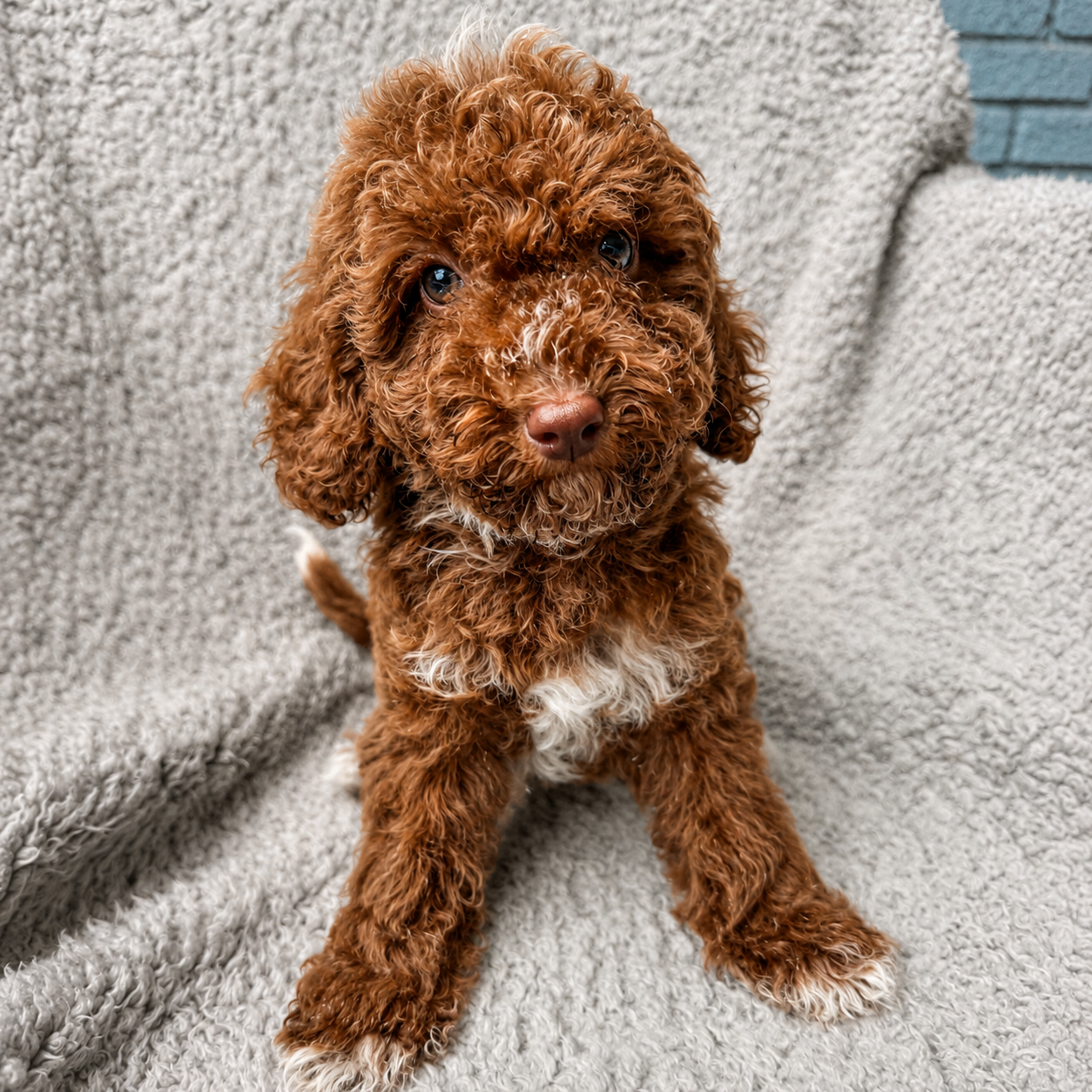 Penny red apricot tuxedo female mini goldendoodle puppy for sale Memphis TN