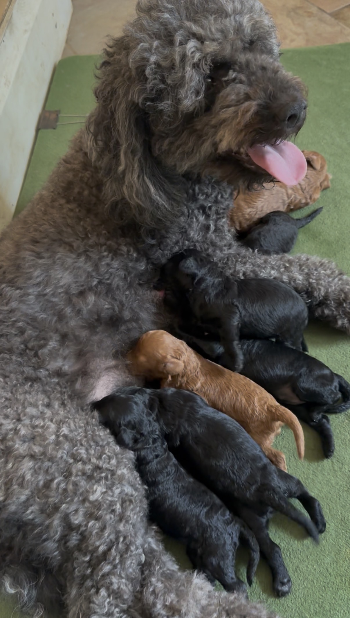 Rosa with her newborn puppies