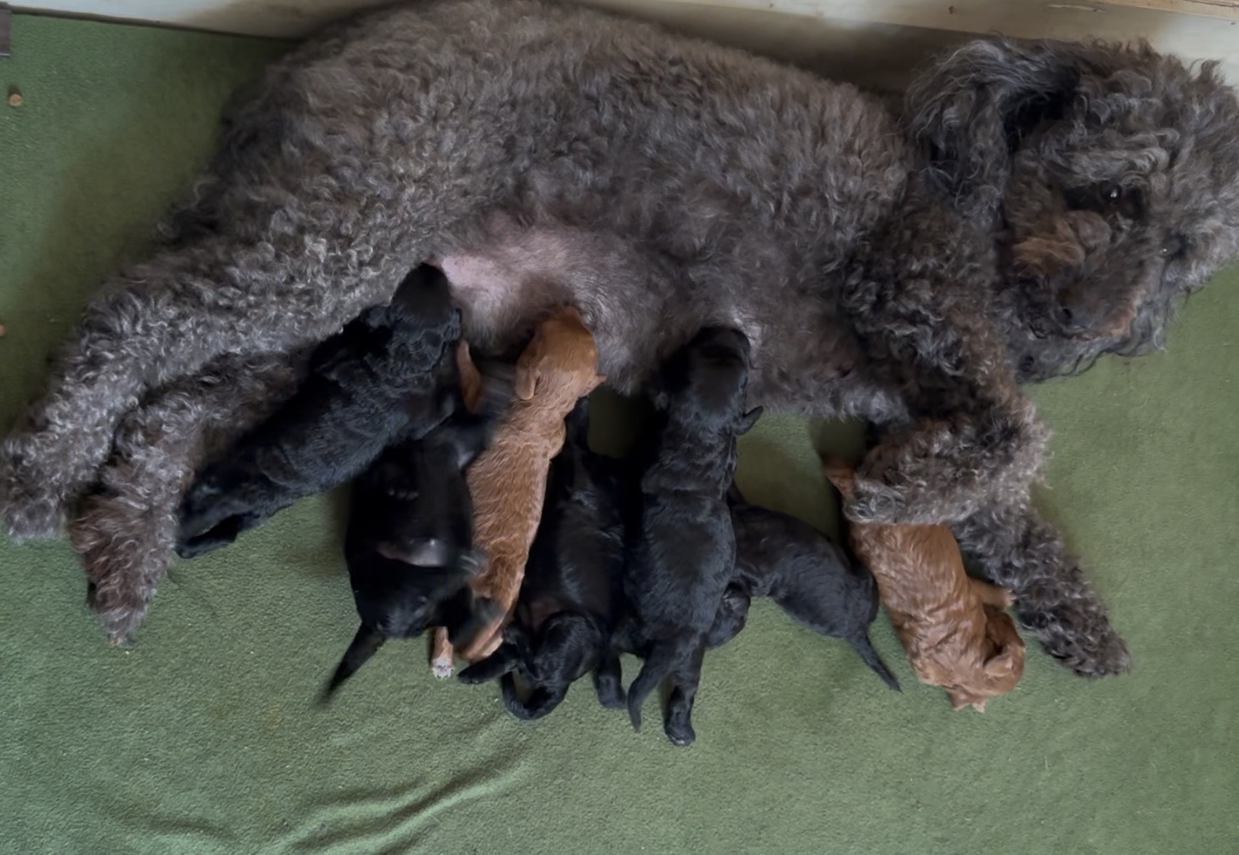 Rosa nursing her puppies