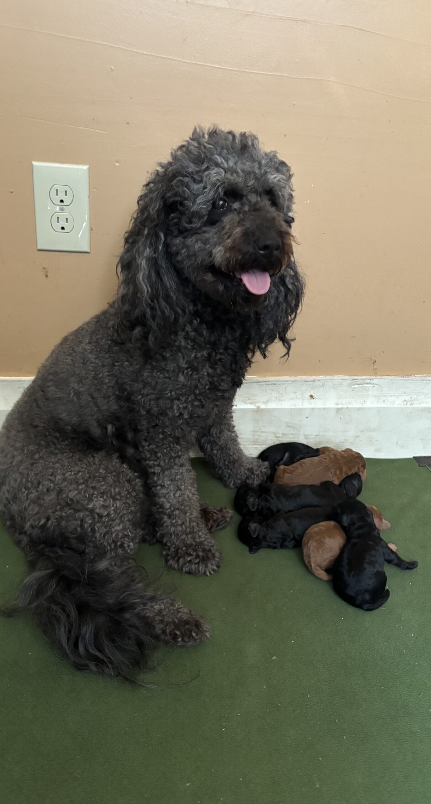 Overhead view of Rosa's full litter